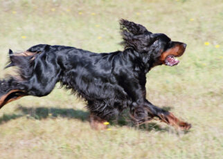 Gordon Setter