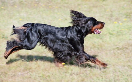 Gordon Setter