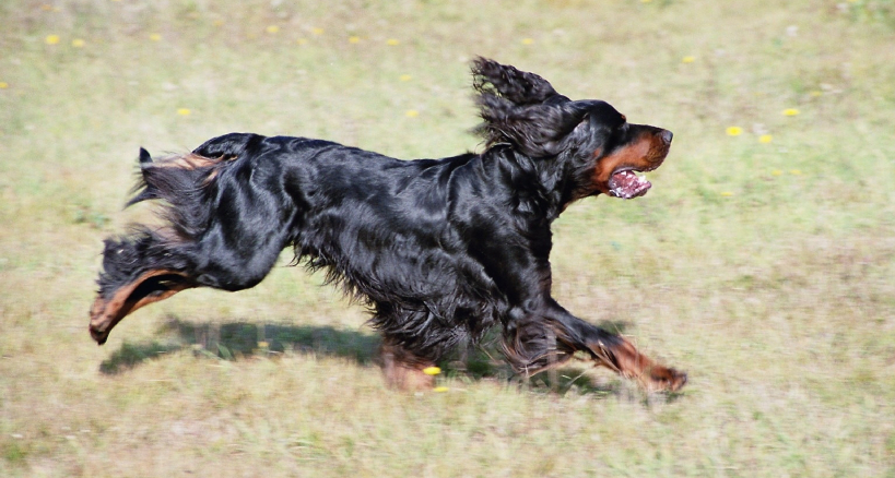 Gordon Setter