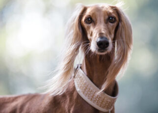 Saluki