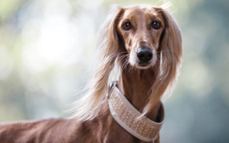 Saluki