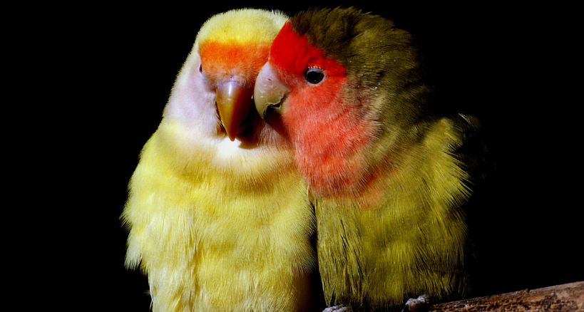 Tipos de agapornis roseicollis